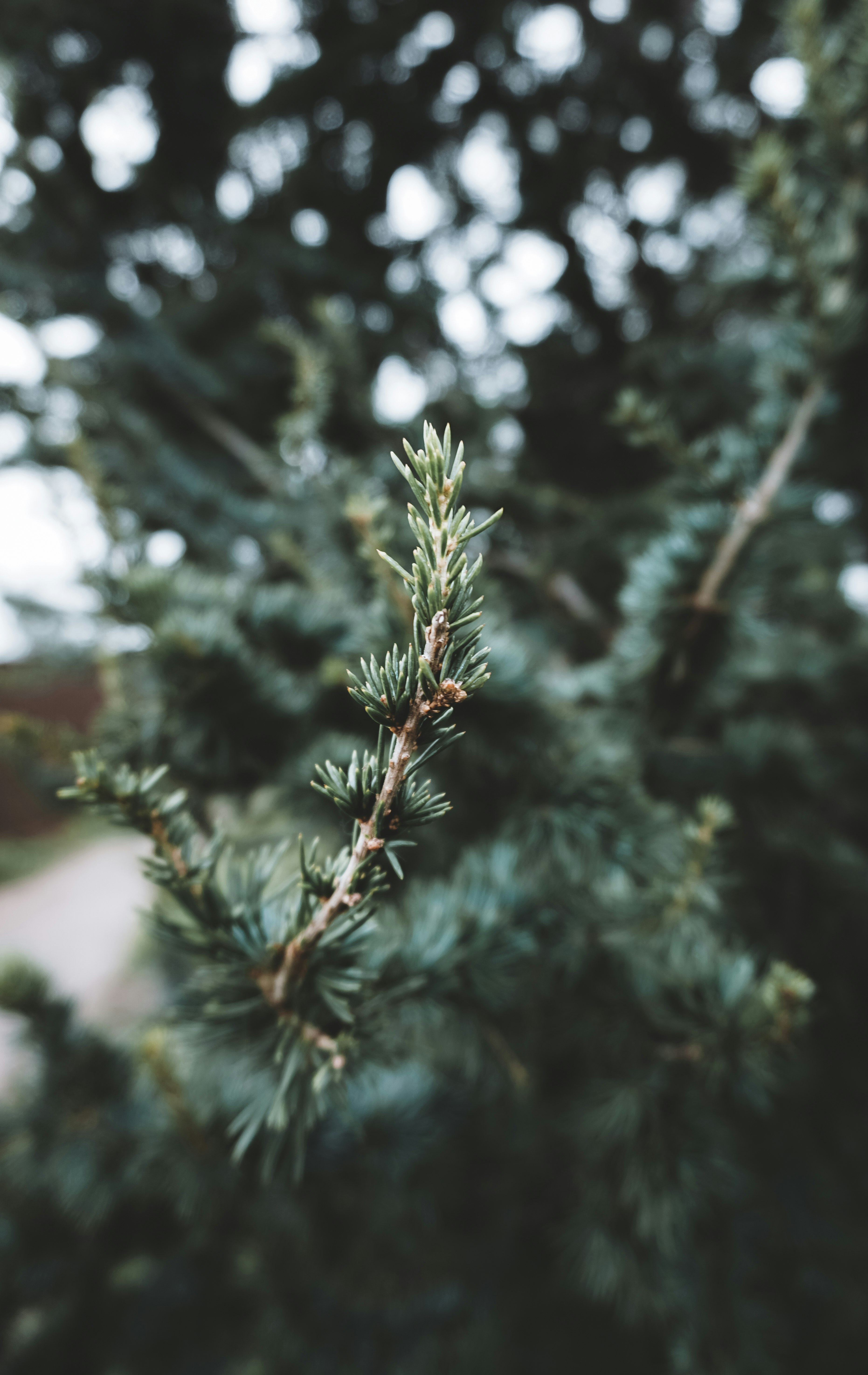 green pine tree in close up photography